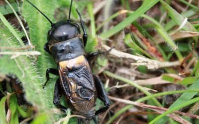 Borrador automático